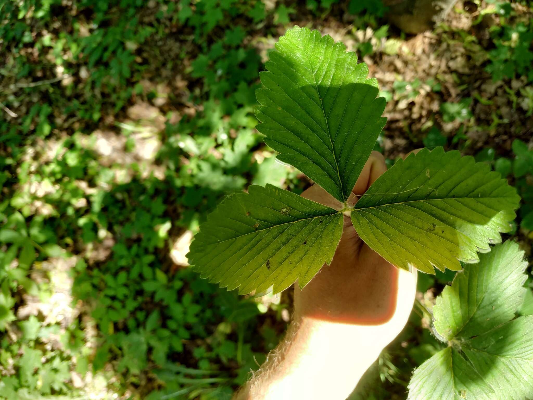 Image of Hautbois Strawberry