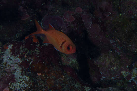 Image of Epaulette soldierfish