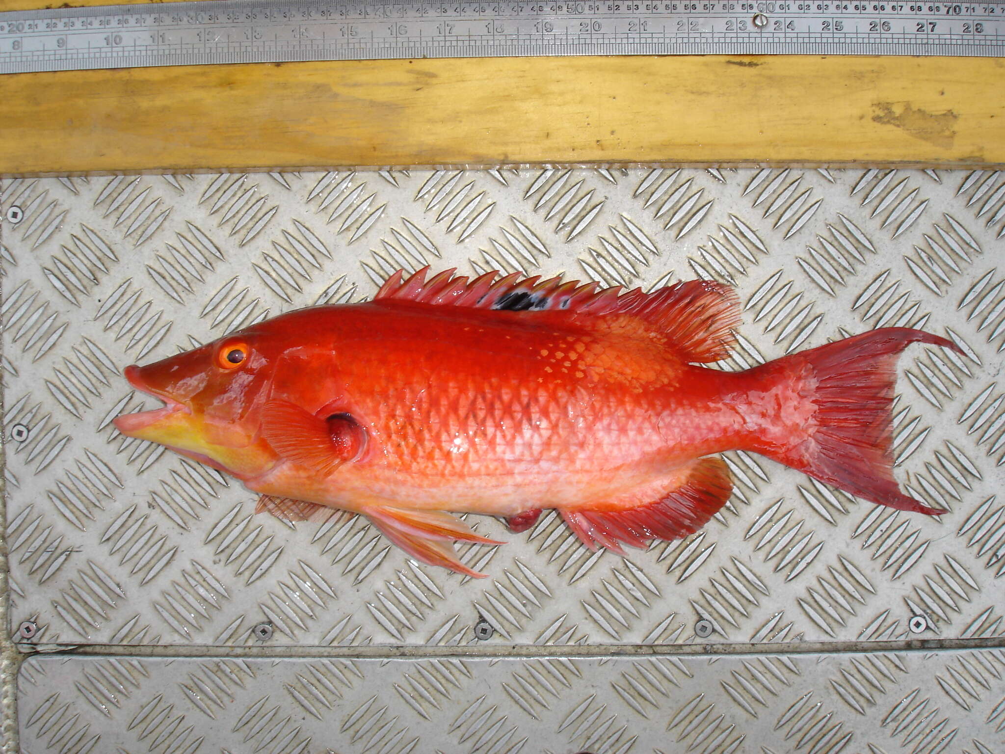 Bodianus unimaculatus (Günther 1862) resmi