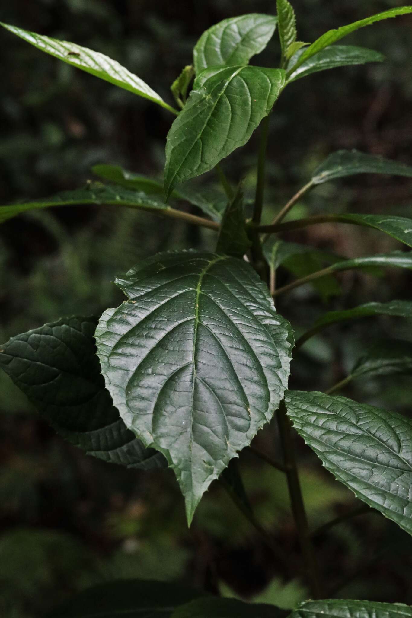 Image of Beautiful Abrophyllum