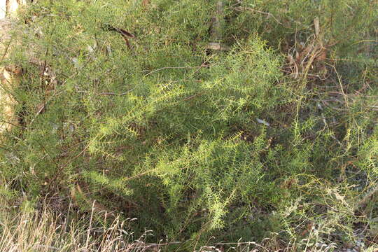 Acacia rupicola F. Muell. ex Benth. resmi