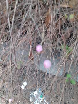 Image of Symphoricarpos × chenaultii Rehder