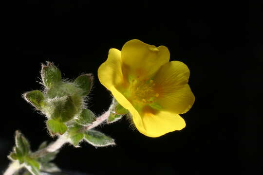 Image of snow cinquefoil