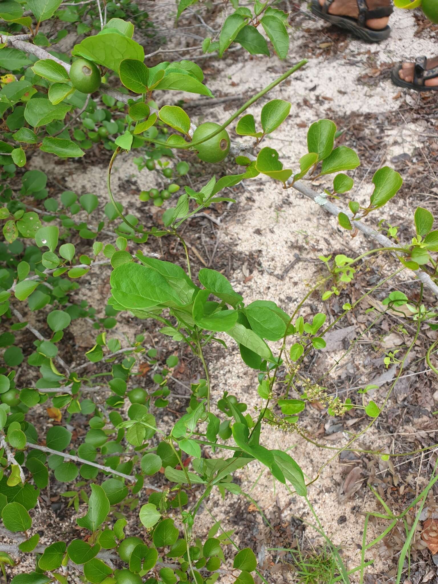 Image of Dioscorea bemarivensis Jum. & H. Perrier