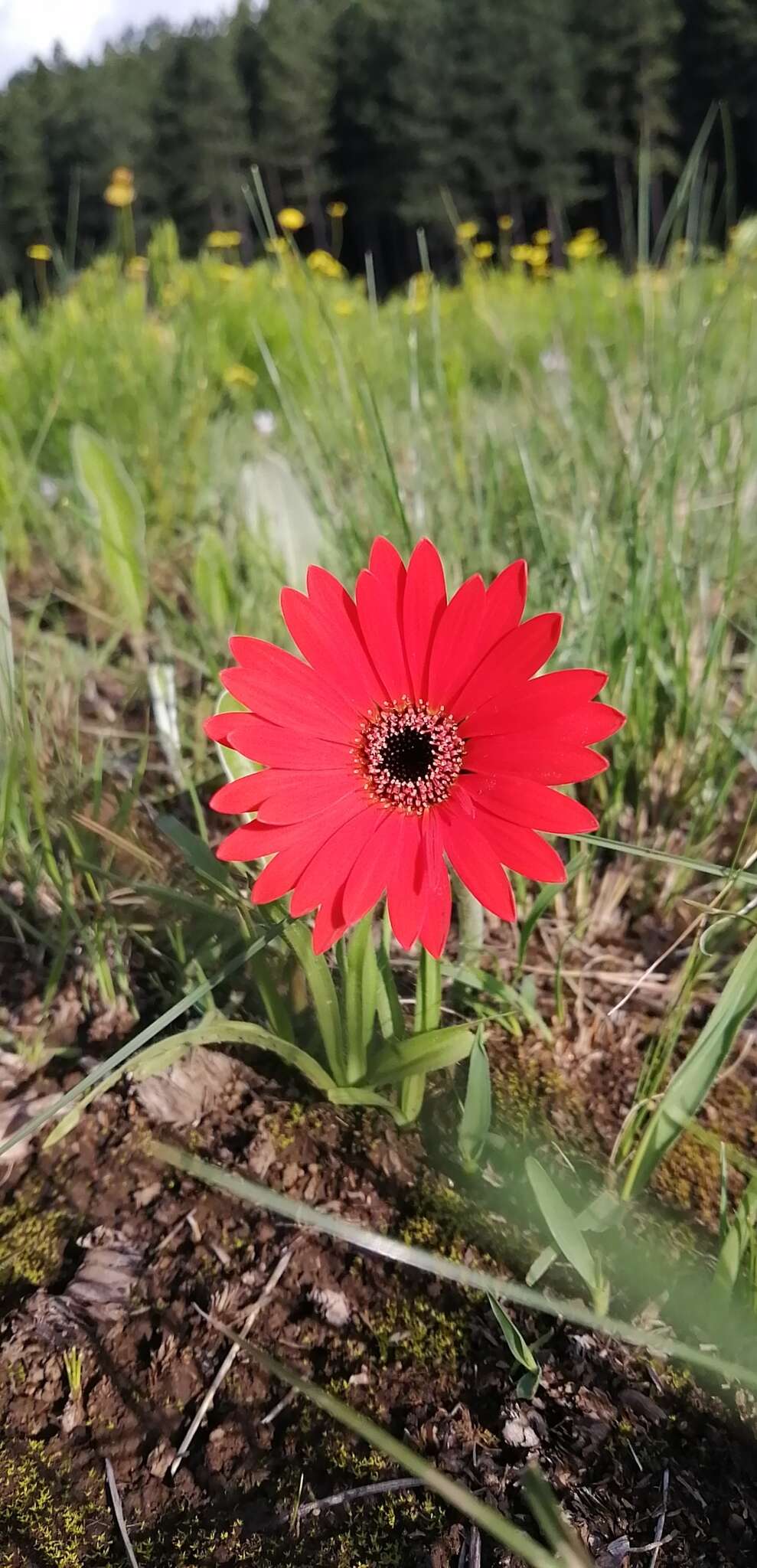 صورة جربارة برتقالية