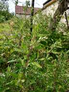 Plancia ëd Chenopodium strictum Roth