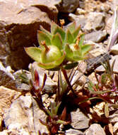 Image of greater rockjasmine