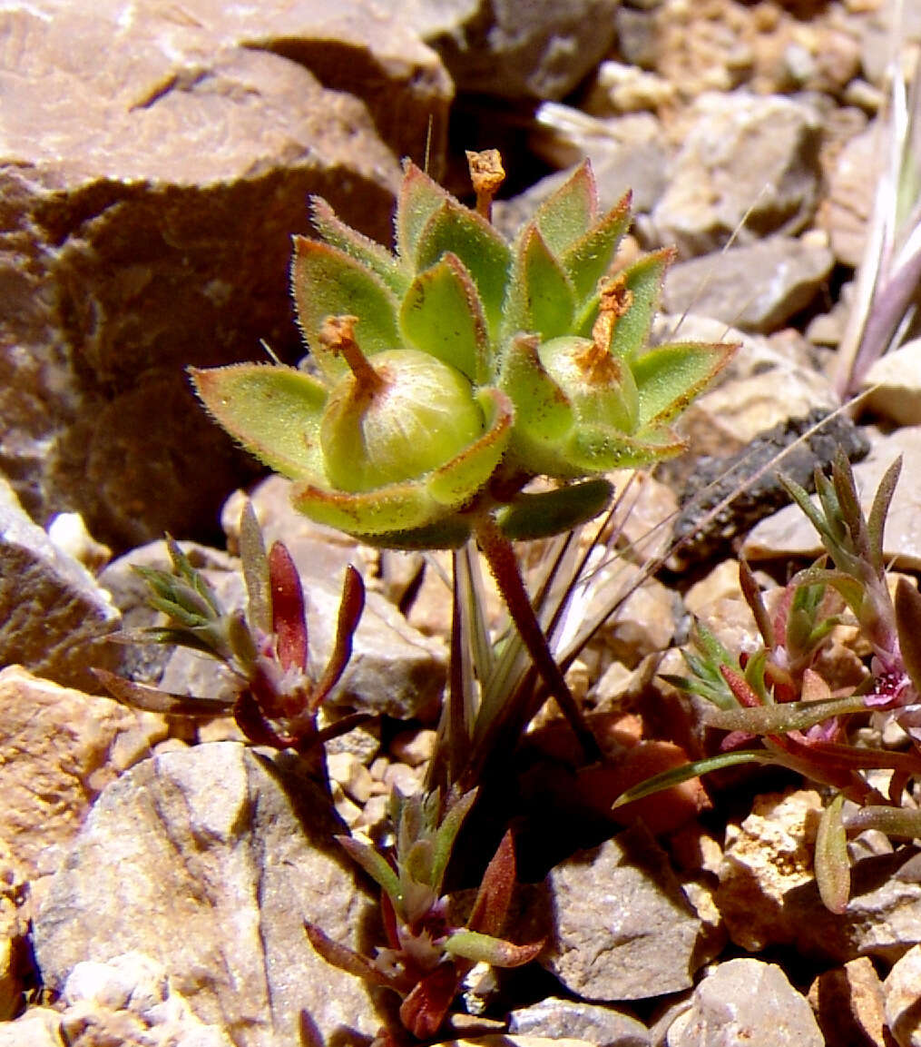 Image of greater rockjasmine