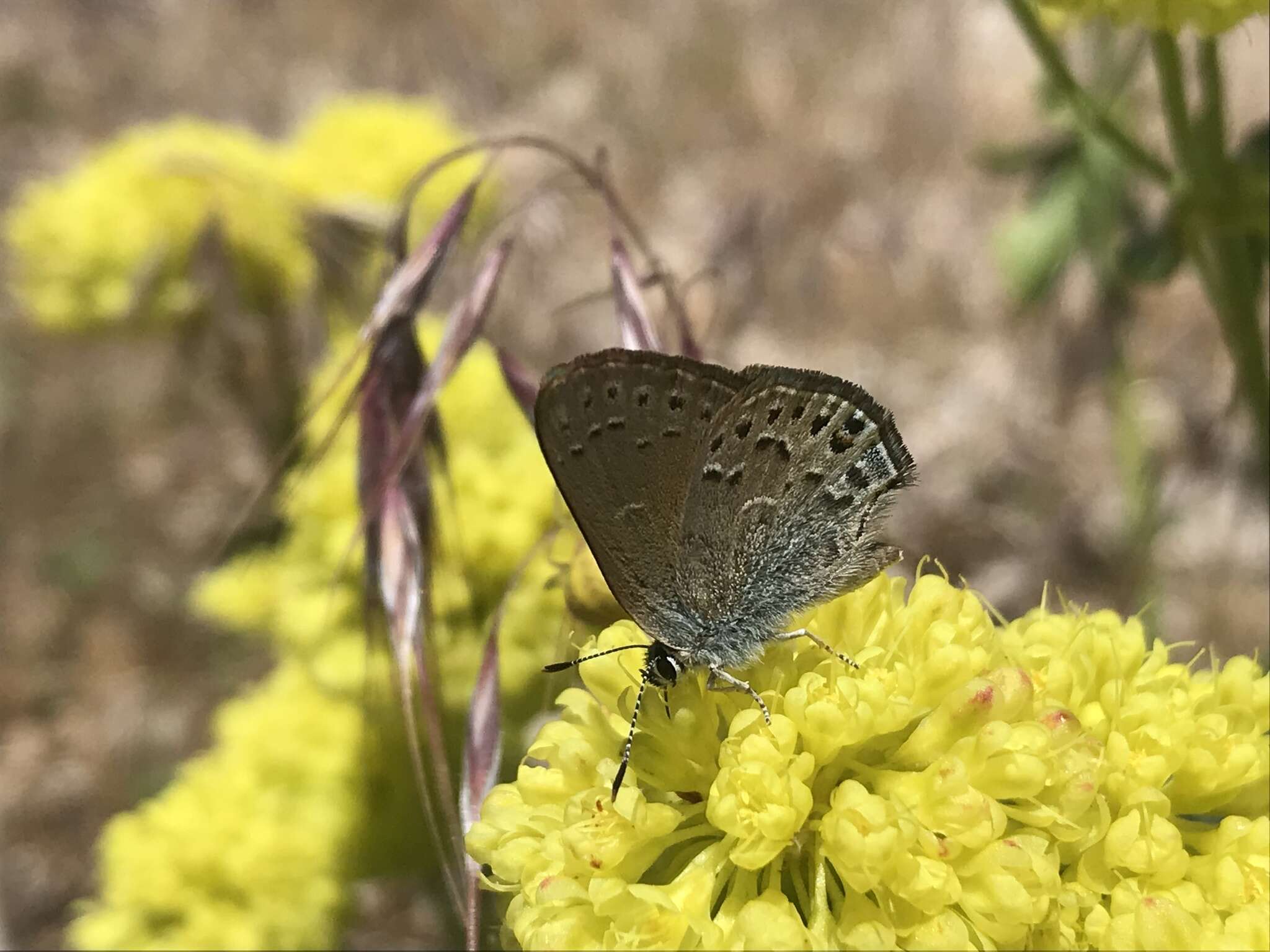 صورة Satyrium behrii (Edwards 1870)