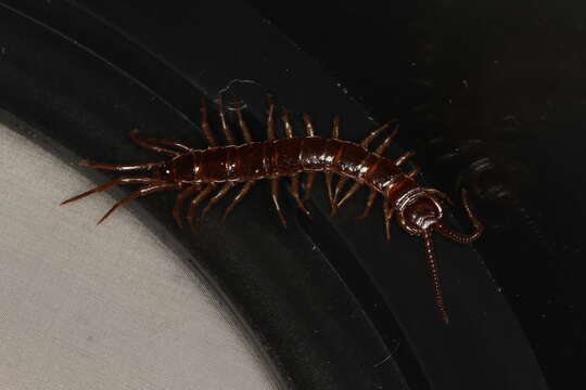 Image of Common centipede