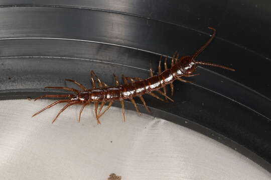 Image of Common centipede