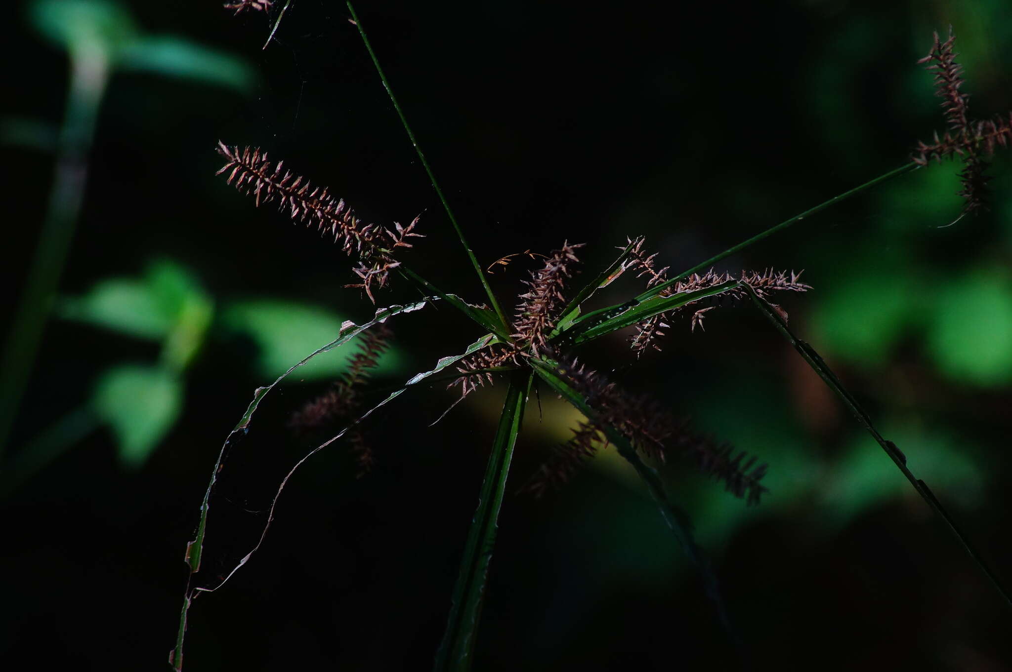 Image of Mutis' Flat Sedge