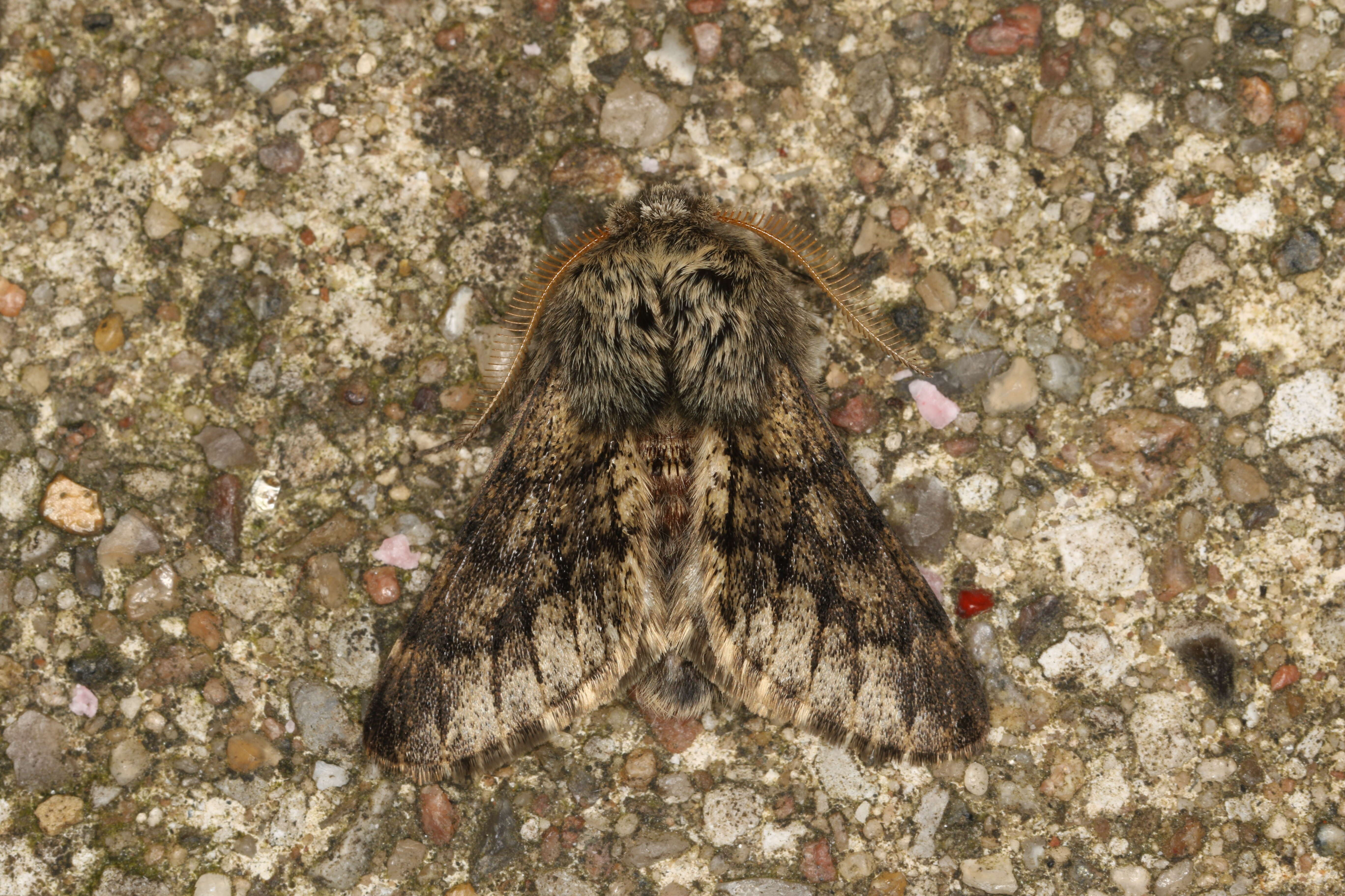 Image of small brindled beauty