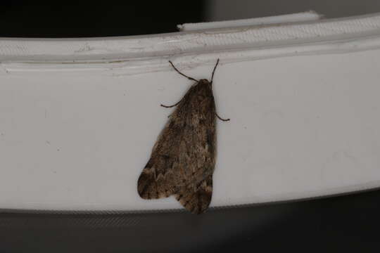 Image of march moth