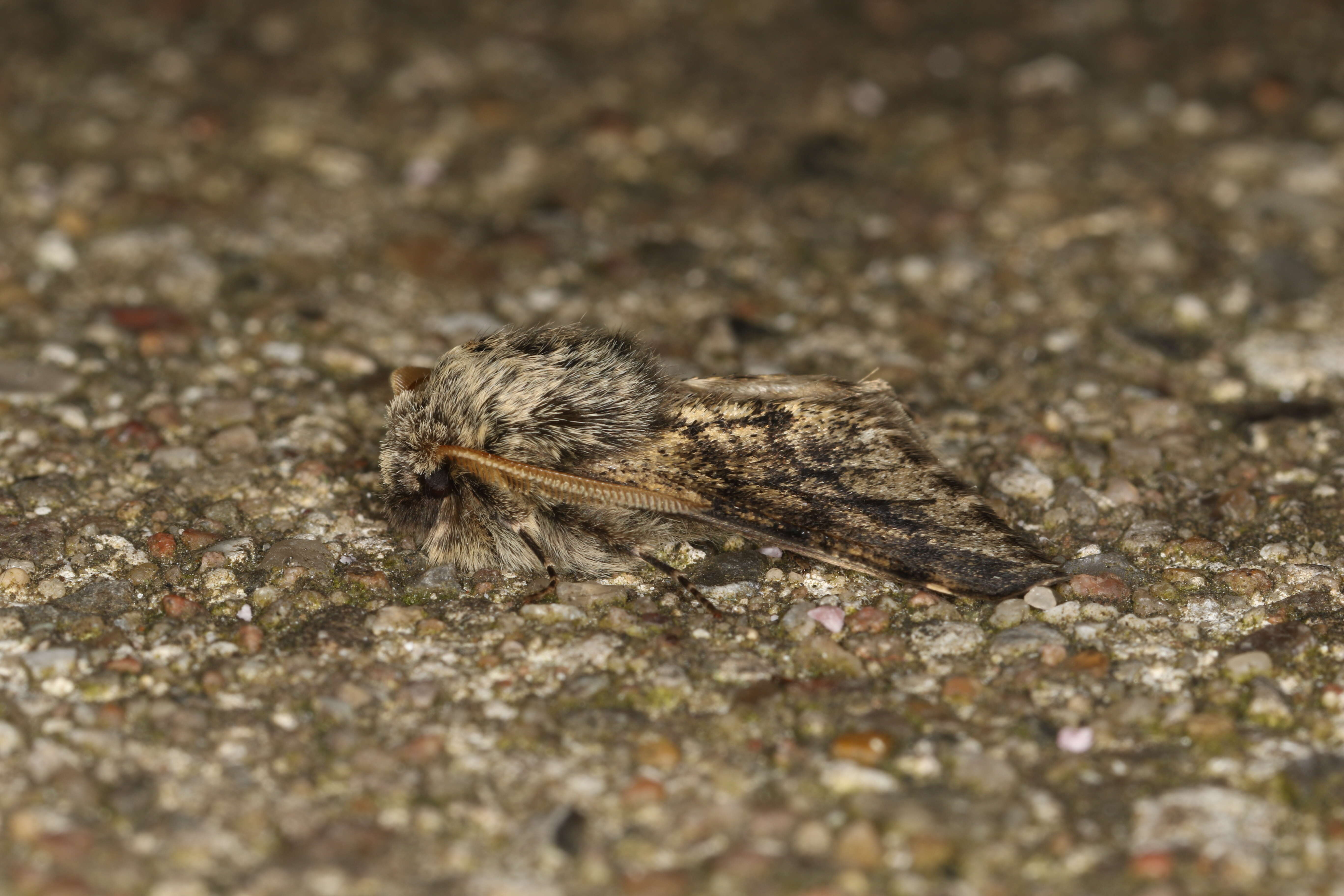 Image of small brindled beauty