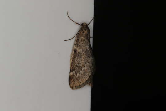 Image of march moth