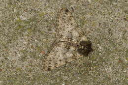 Image of pale brindled beauty