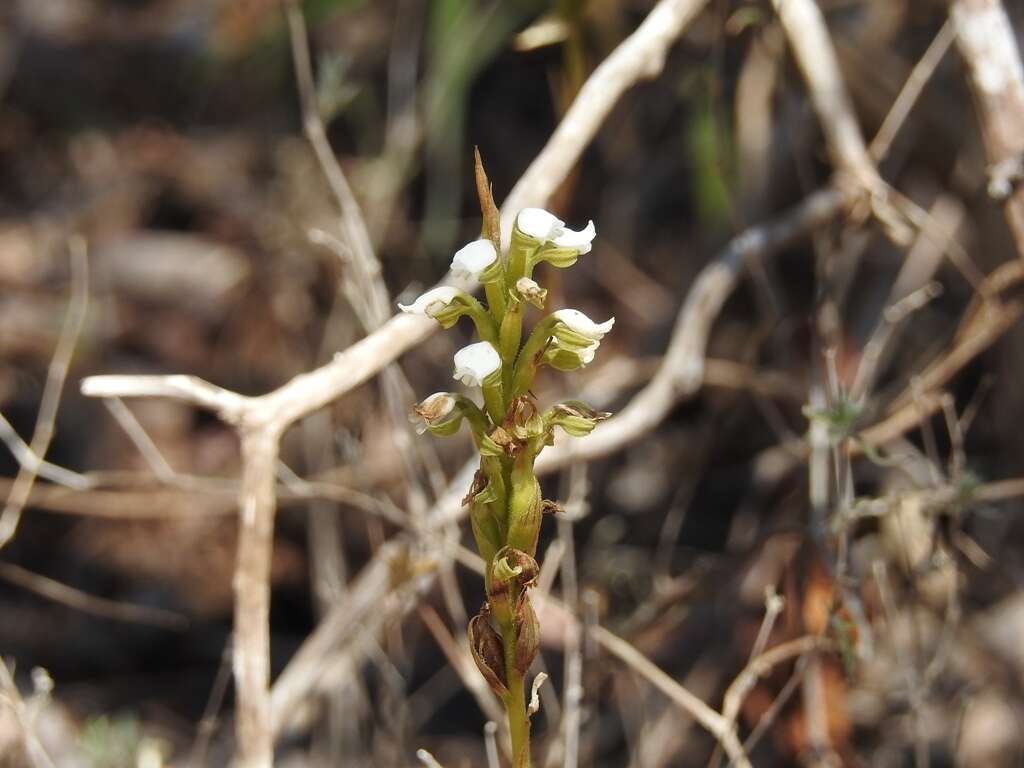 Слика од Aulosepalum hemichrea (Lindl.) Garay