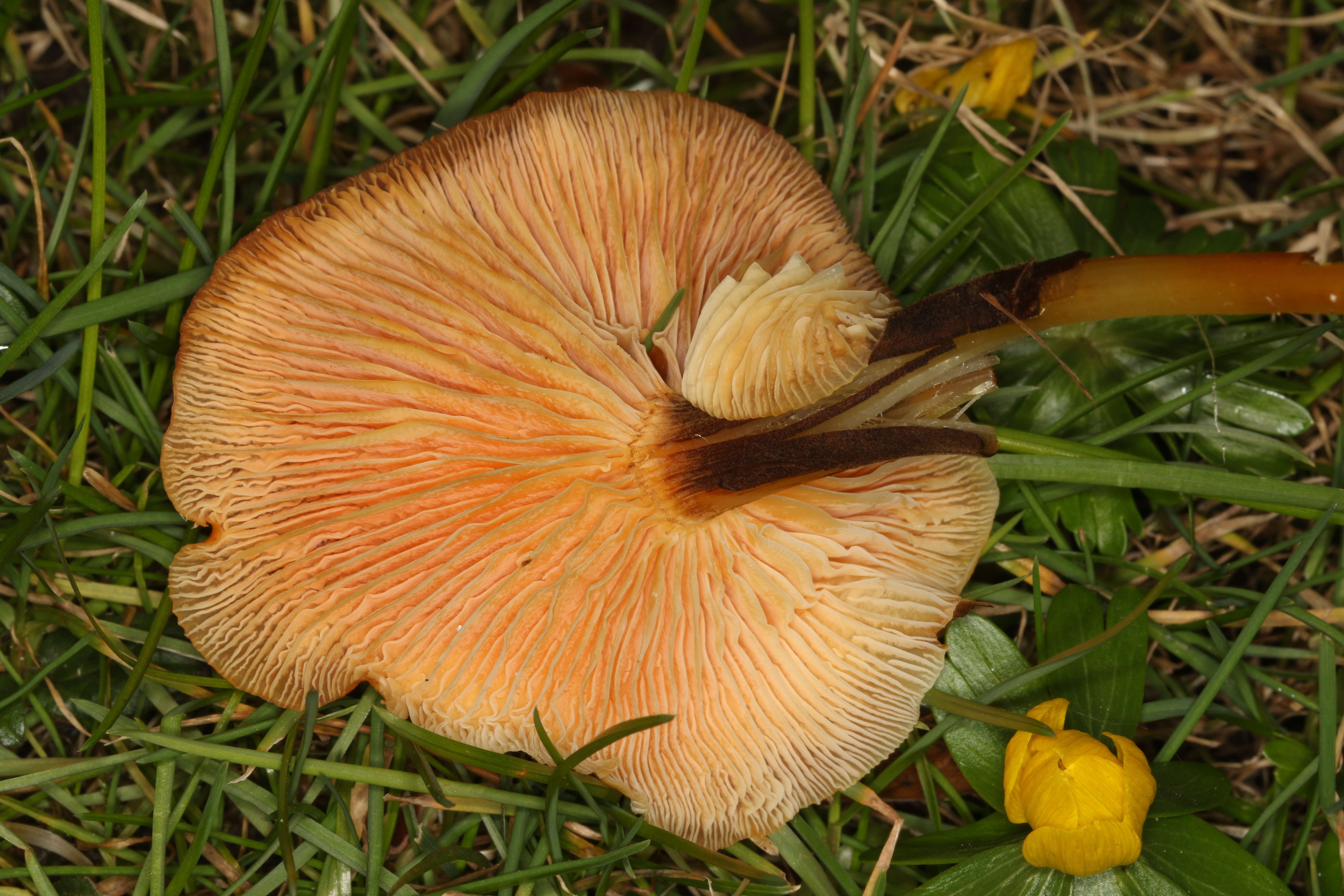 Plancia ëd Flammulina velutipes (Curtis) Singer 1951