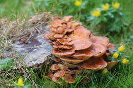 Plancia ëd Flammulina velutipes (Curtis) Singer 1951