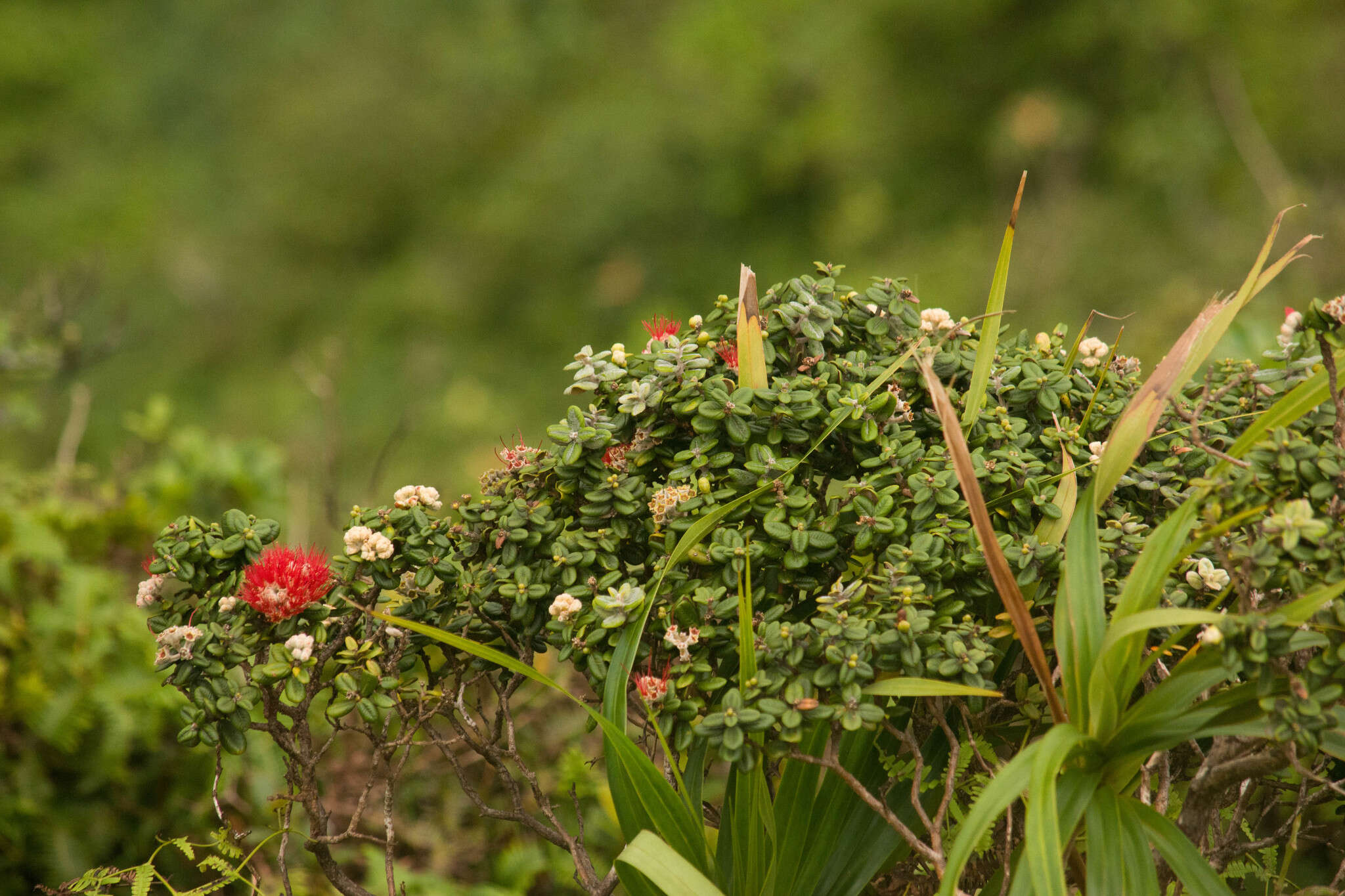 Image of Lehua Papa