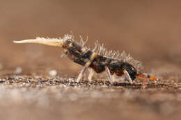 Image of hairy-back girdled springtail