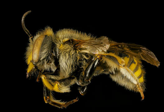 Image of wool-carder bee