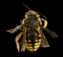 Image of wool-carder bee