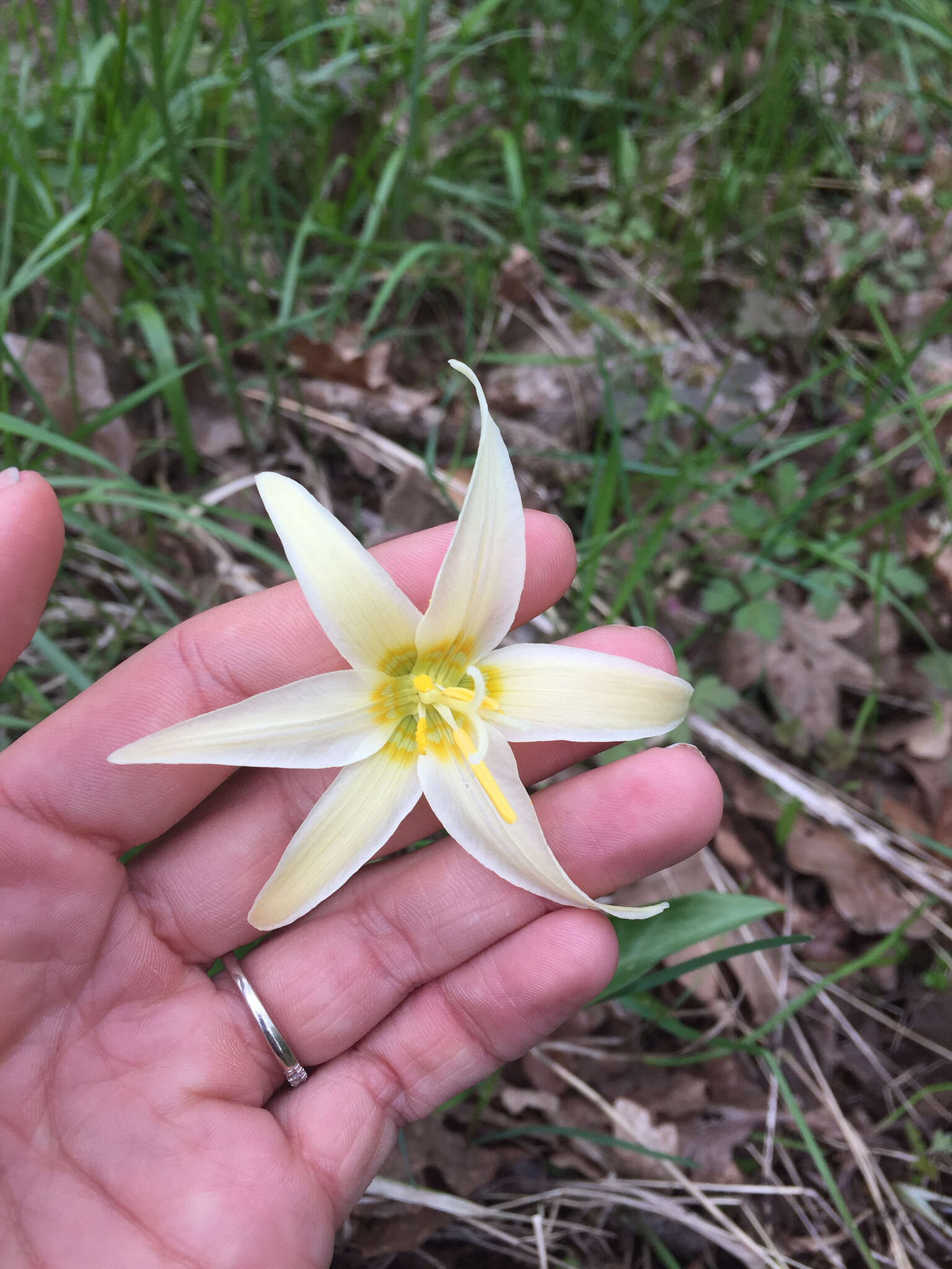 Imagem de Erythronium oregonum Applegate