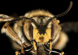 Image of wool-carder bee