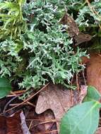 Image of Cladonia turgida Ehrh. ex Hoffm.