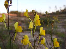 Image of ballast toadflax