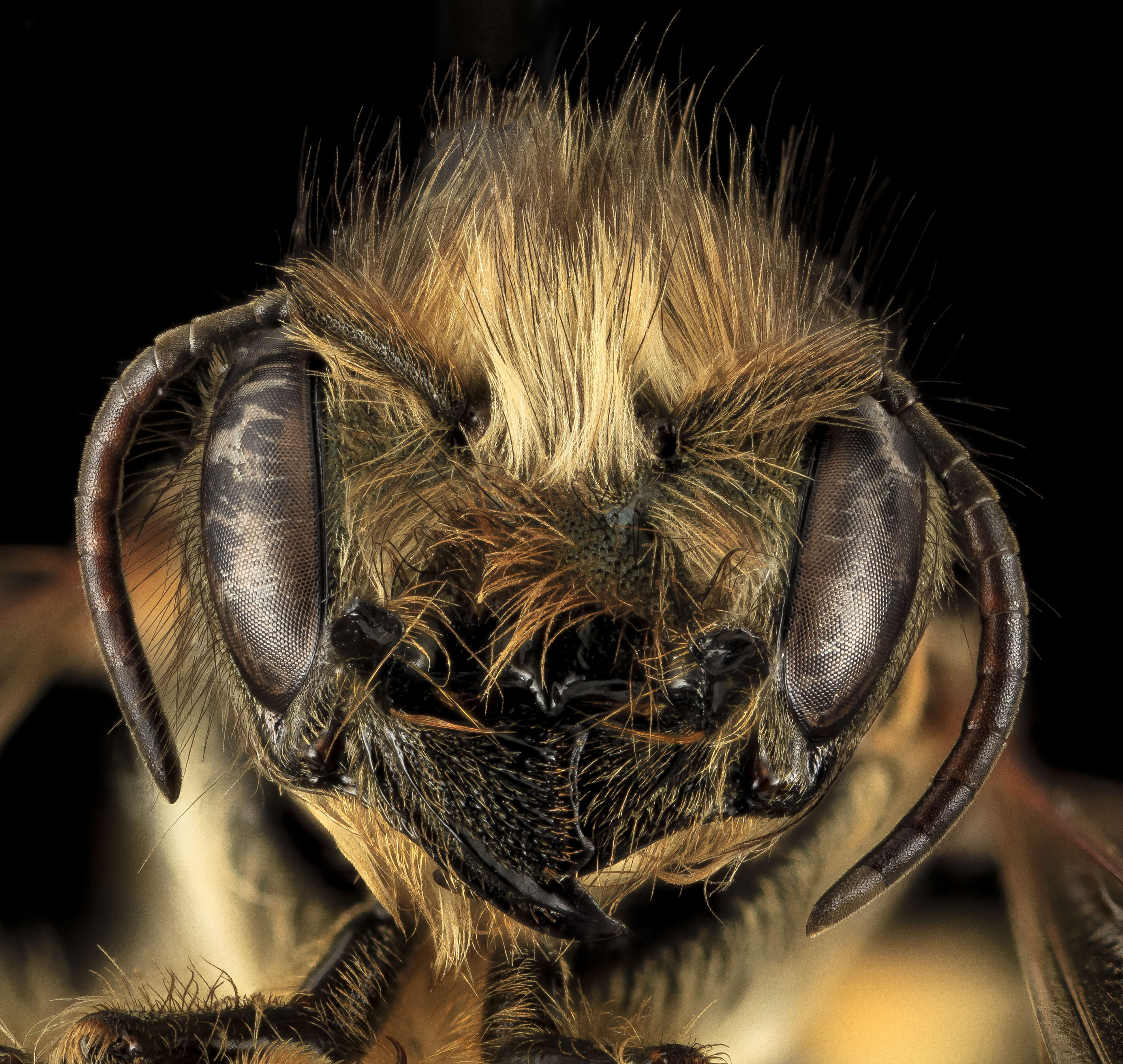 Image of Hornfaced bee