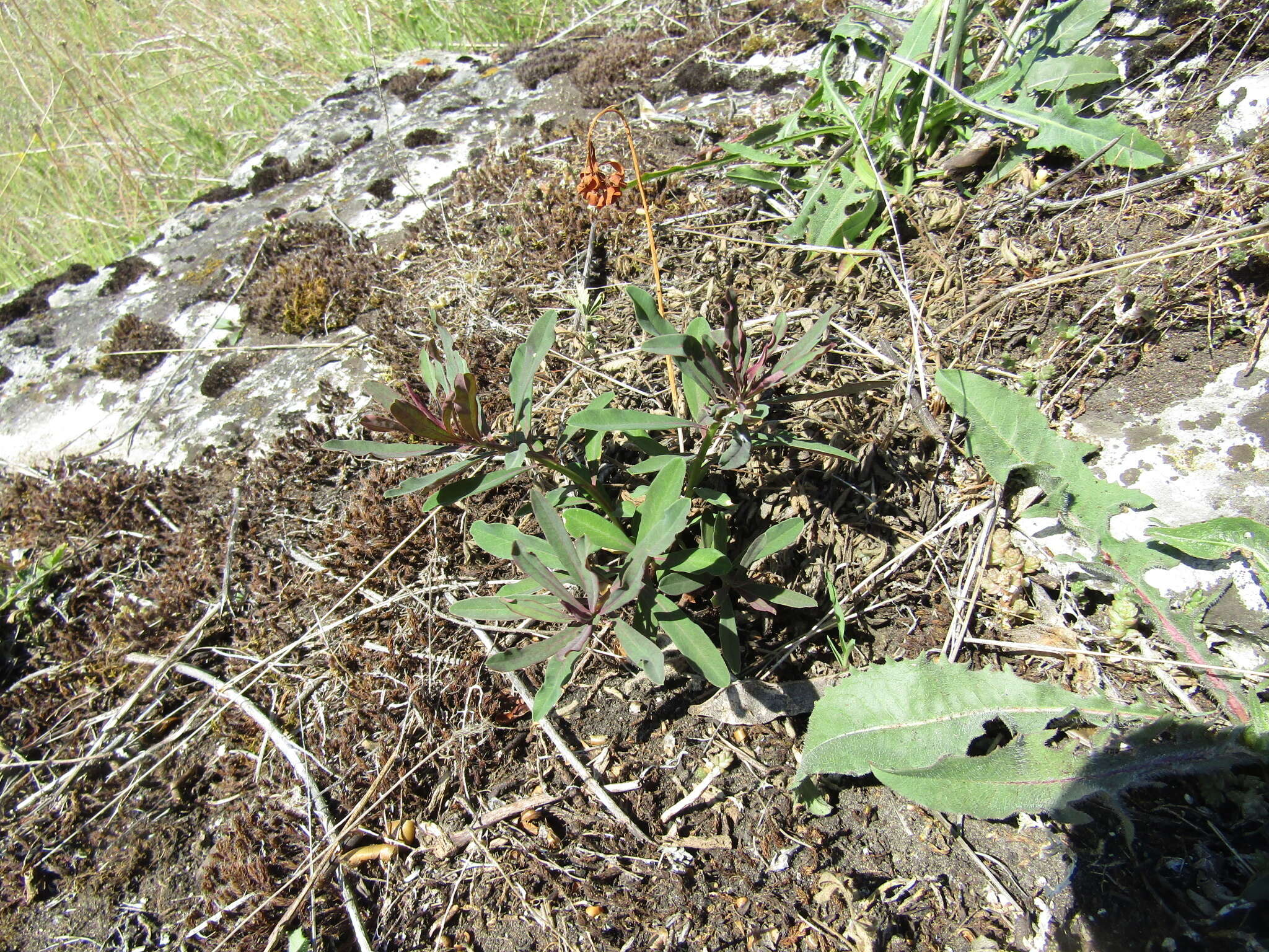 Image of Euphorbia amygdaloides subsp. amygdaloides