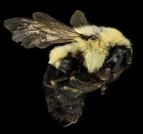 Image of Common Eastern Bumblebee