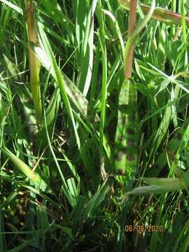 Image de Dactylorhiza lapponica (Laest. ex Hartm.) Soó