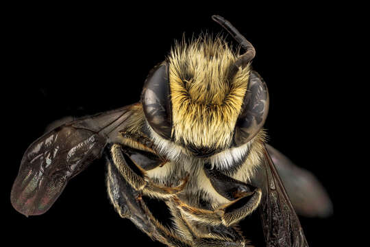 Image of Alfalfa Leafcutter Bee