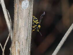 Image of Leucospis biguetina Jurine 1807