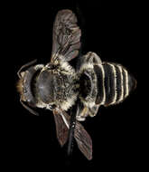 Megachile brevis Say 1837 resmi