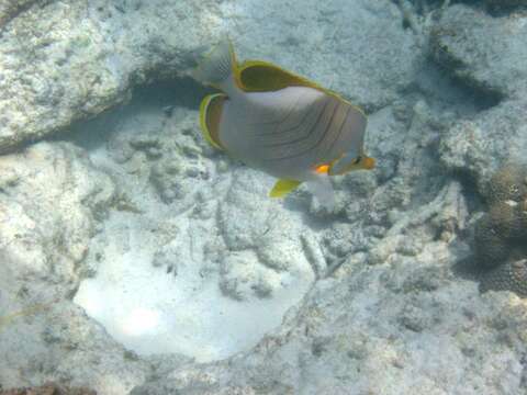 Image of Goldheaded Butterflyfish