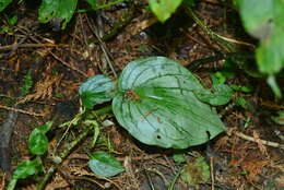 Imagem de Liparis cordifolia Hook. fil.