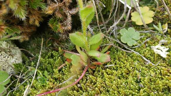 Image of Wedge-Leaf Saxifrage