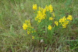 Imagem de Genista tinctoria L.