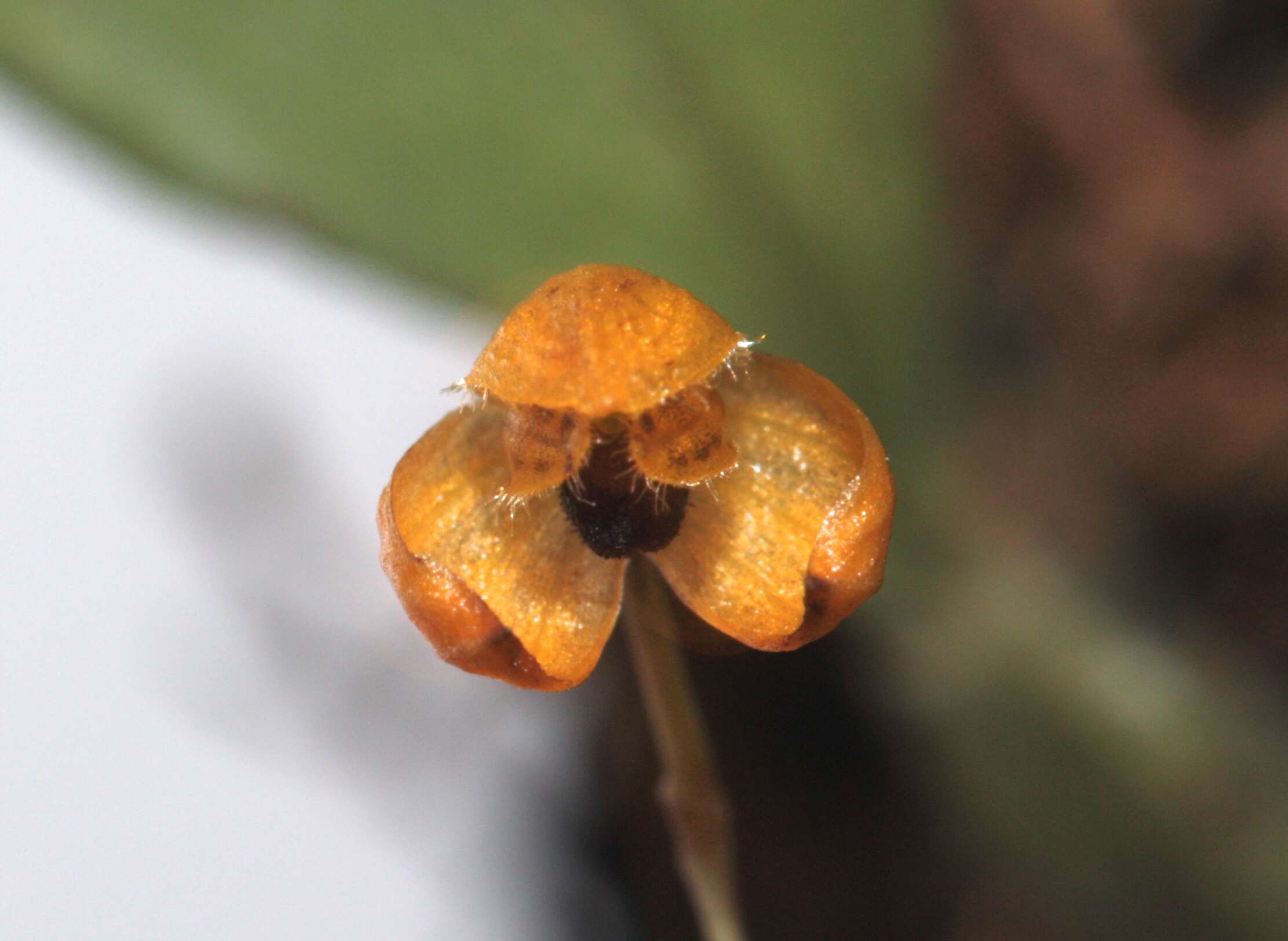 Image of Bulbophyllum catenulatum Kraenzl.