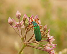 Image of <i>Cerocoma schreberi</i>