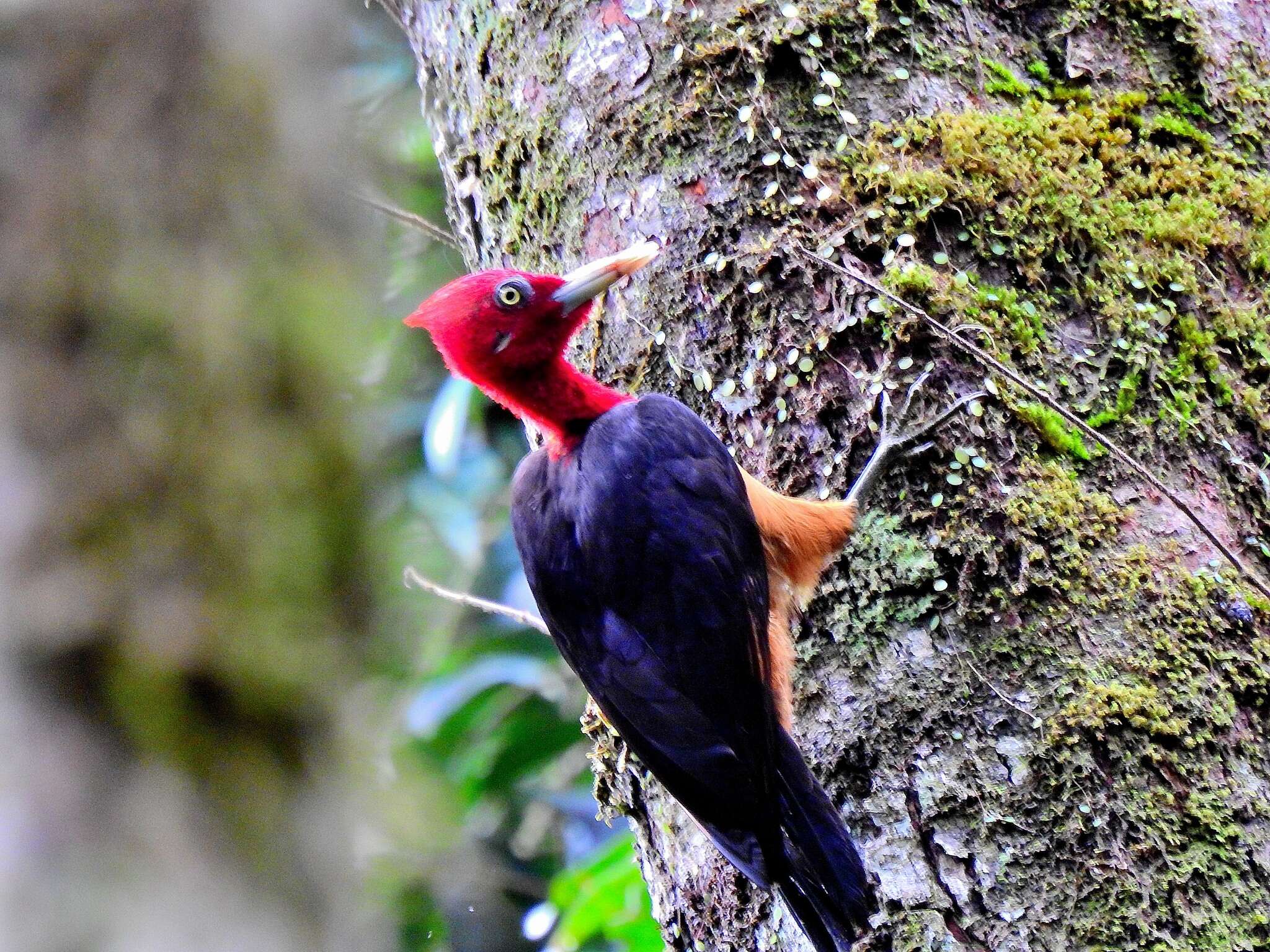 Image of Red-necked Woodpecker