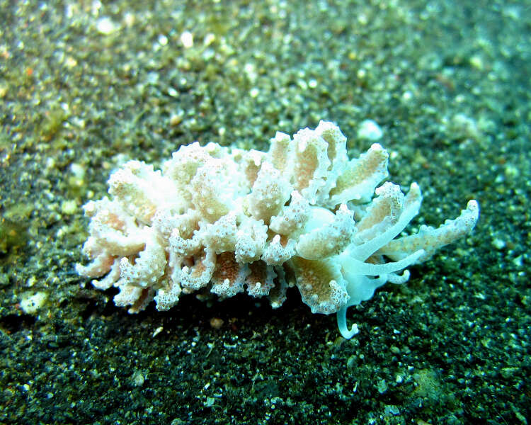 Image of Phyllodesmium crypticum Rudman 1981