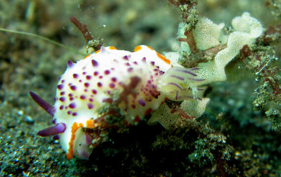 Image of Purple tipped multi-pustuled slug