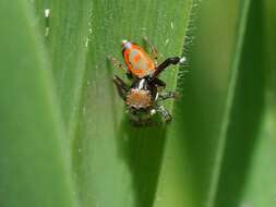 Image of Peacock spider