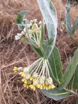 Image of woolly milkweed